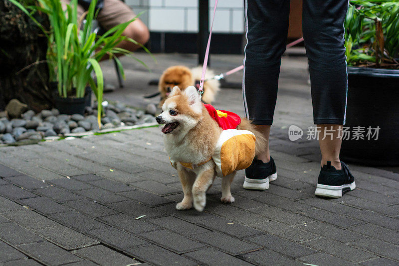 欢快的小狗在繁忙的街道上散步