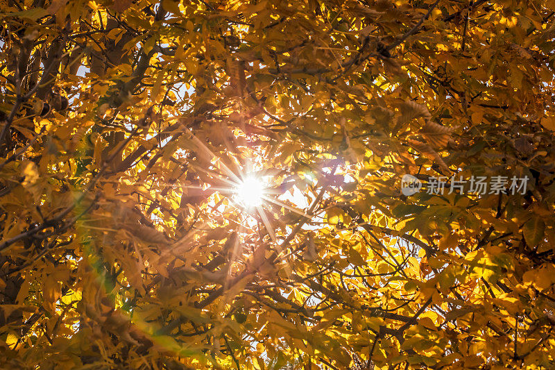 秋日的阳光透过树叶照耀着