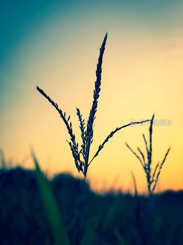 夕阳下美丽的芦苇。