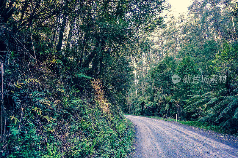 一条穿过澳大利亚雨林的公路。