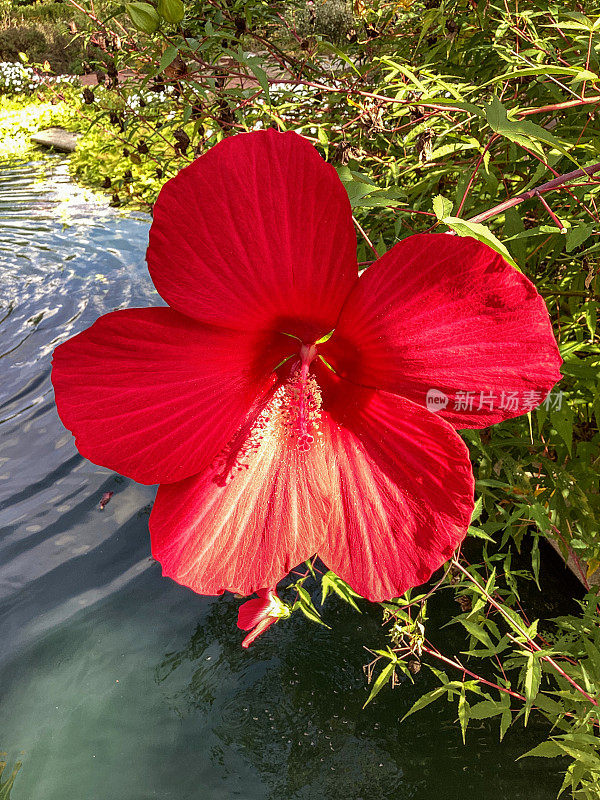 红色的芙蓉花在绿色的背景上。在热带花园