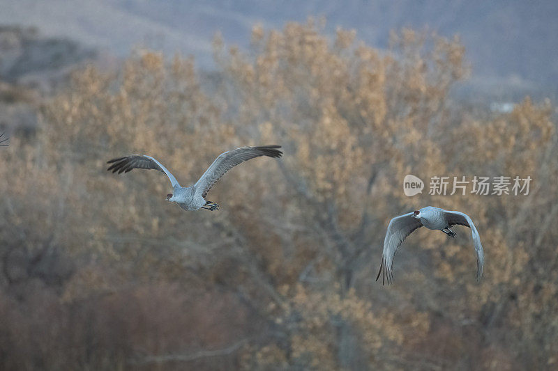 沙丘鹤以秋叶为背景飞翔