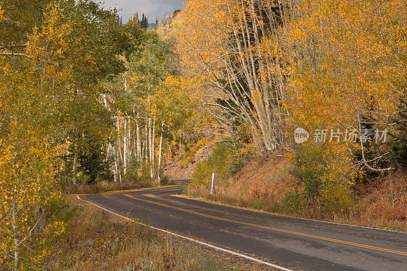 美丽的秋天在美国犹他州盐湖城附近的大棉白杨峡谷路