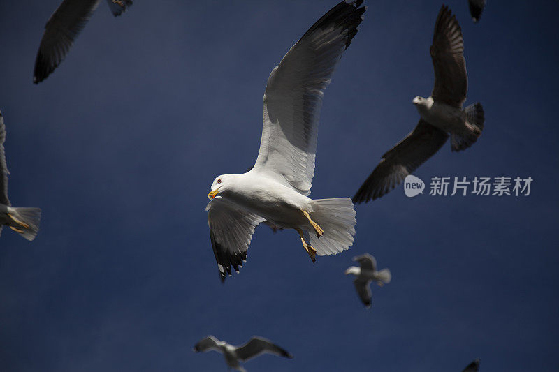 海鸥在天空中飞翔