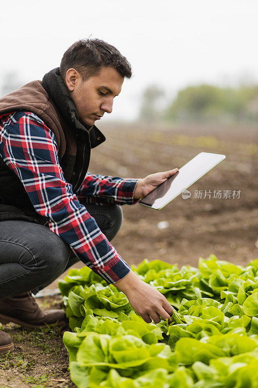 年轻的农民正在用iPad检查农田里的生菜