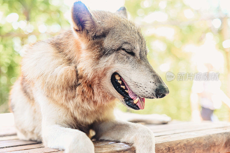 狼和狗的混血儿在户外放松。动物的一部分是野狼，一部分是家犬