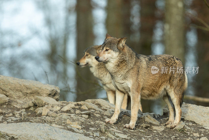 两个加拿大森林狼