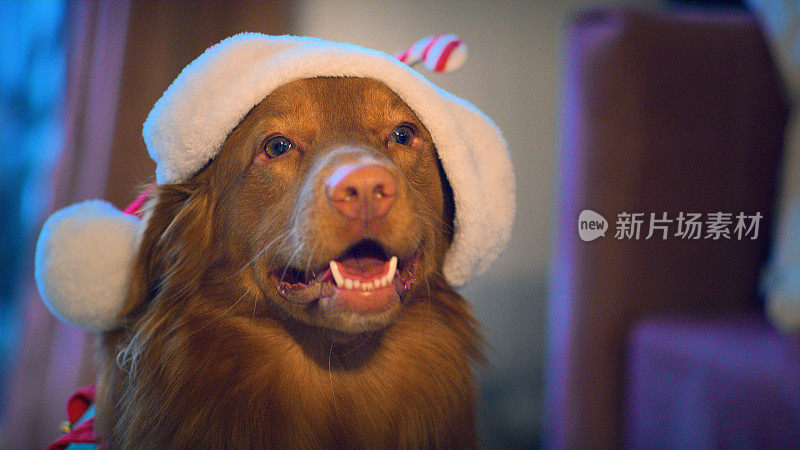 可爱的纯种新斯科舍鸭鸣猎犬庆祝圣诞节