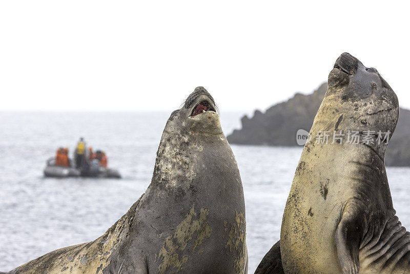 背景是南象海豹(米龙加狮子狗)和南极游船上的游客。