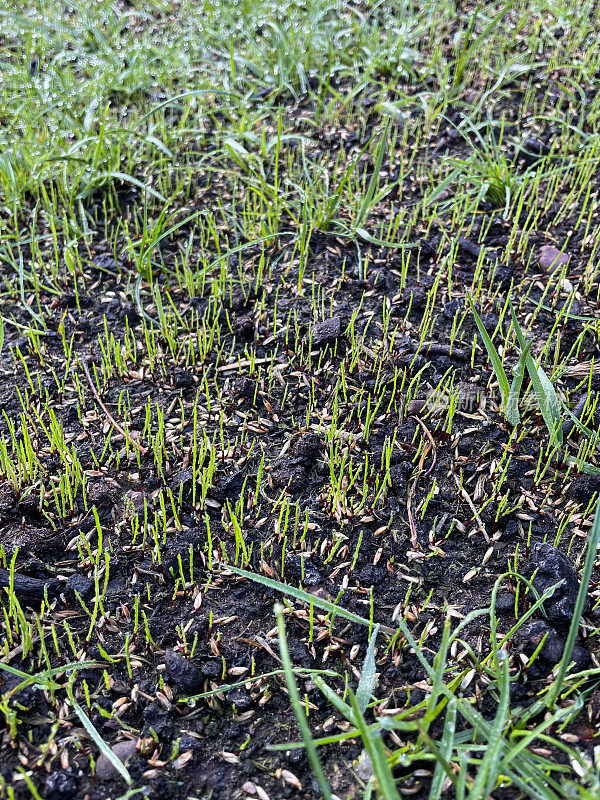 全帧图像新鲜的绿草芽从播种，振兴，潮湿和泥泞的绿草，早春草坪维护，重点在前景
