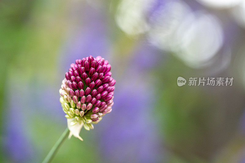 沙头葱花特写