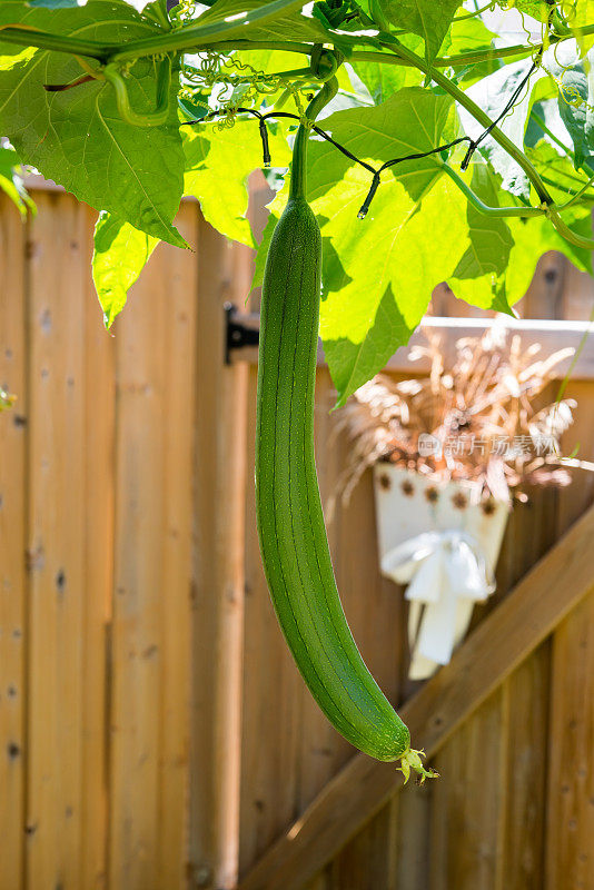 加拿大的菜园——丝瓜挂在棚架上