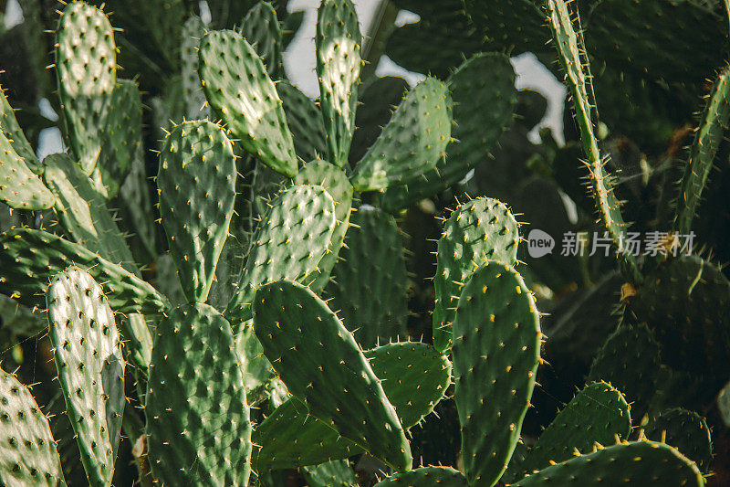 仙人掌属植物的沙漠植物(仙人掌属)在一个热带植物园