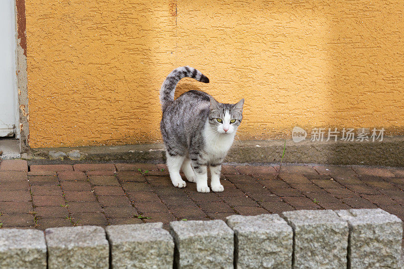 有白斑的可爱虎斑猫站在门口