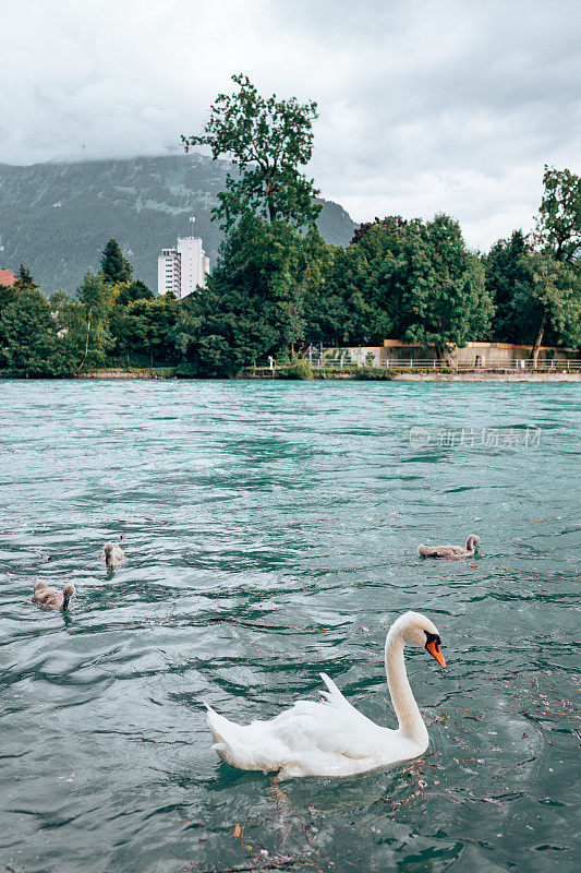 瑞士湖里的鸭子