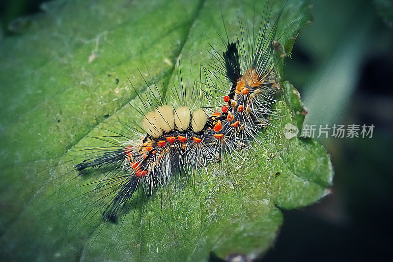 古锈斑蛾毛虫昆虫