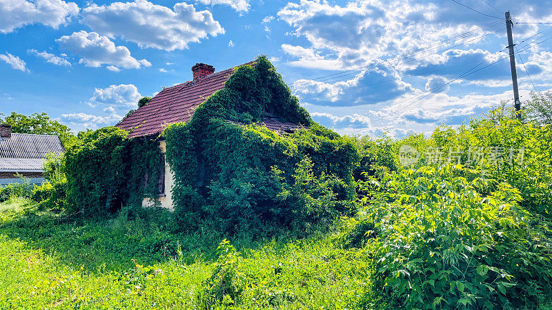 乌克兰-爬满常春藤的老宅基地。杂草和藤蔓占领了老宅地。这座废弃的房子位于Mykolaiv地区的Pervomaisk。这所房子是空的，位于农村地区。