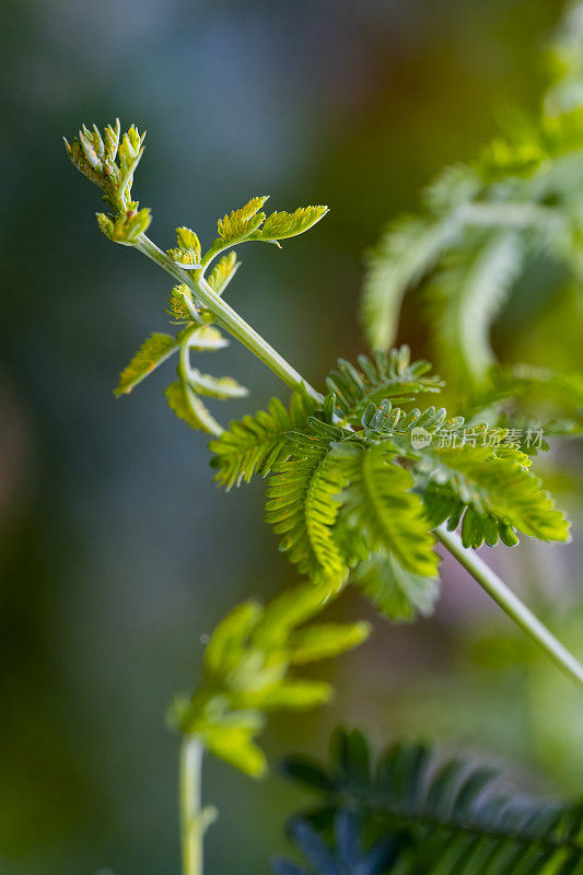 蕨类植物的叶子