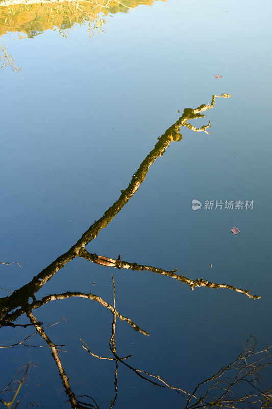 树在湖面上的倒影