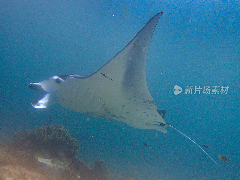 蝠鲼游泳