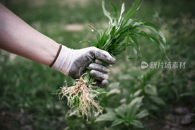 戴着灰色纺织防护手套的男人的手在长满达尼尔的花园里除草