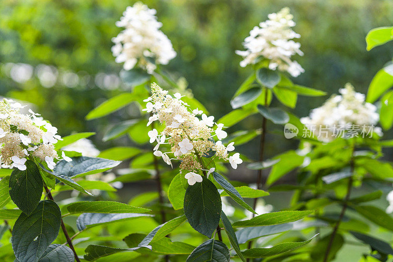 圆锥花序绣球花“九州”