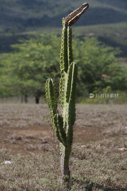 mandacaru仙人掌植物