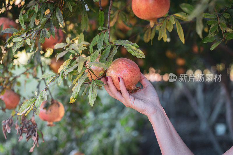 女人的手从树上摘石榴