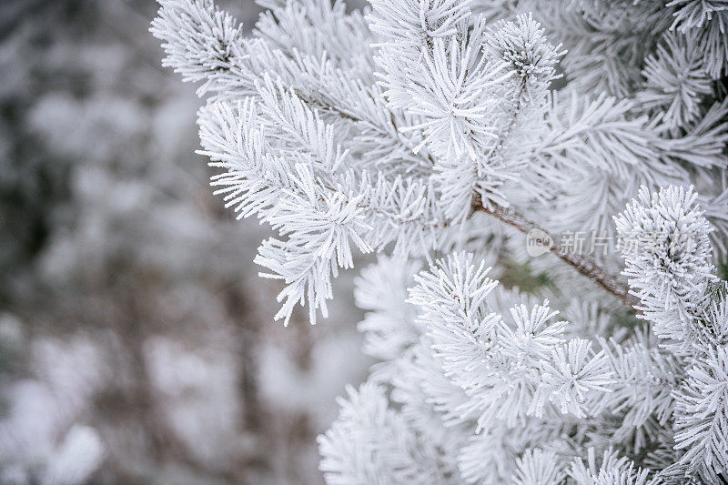 冬天的景象——覆盖着积雪的冰冻松枝。森林里的冬天