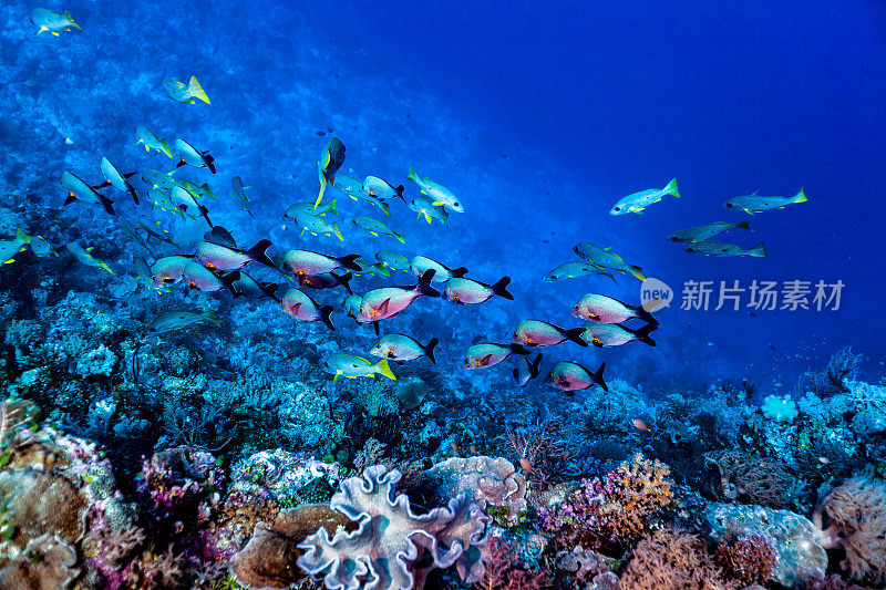 单斑纹红鲷和座头红鲷，帕劳，密克罗尼西亚