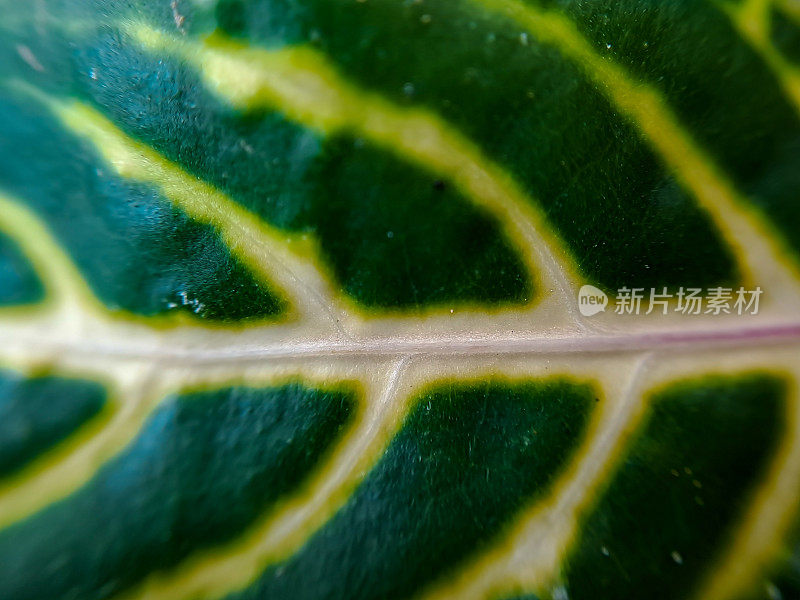 黄绿色魔芋百合的叶子细节显示出黄花的脉络