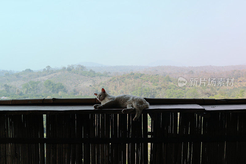 猫在山景城前放松