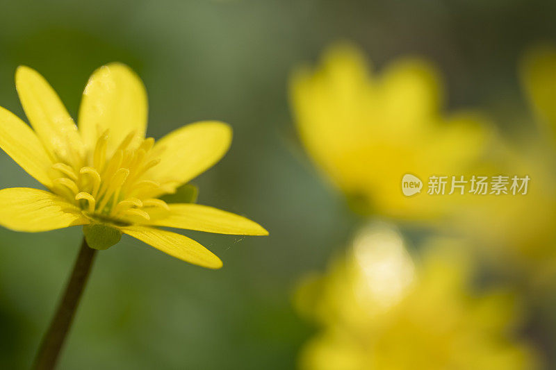 林地中黄色的春天花朵