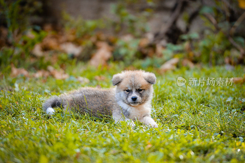 秋天的一天，年轻美丽的秋田犬在户外