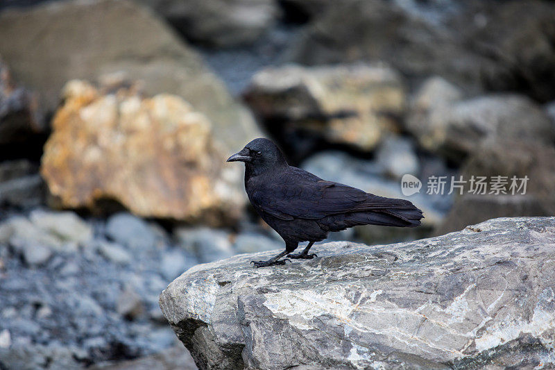 海滩上的黑乌鸦