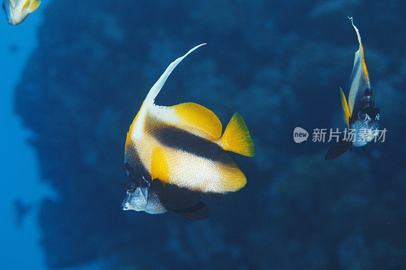 红海旗鱼鱼水下海洋生物珊瑚礁水下照片水肺潜水员观点