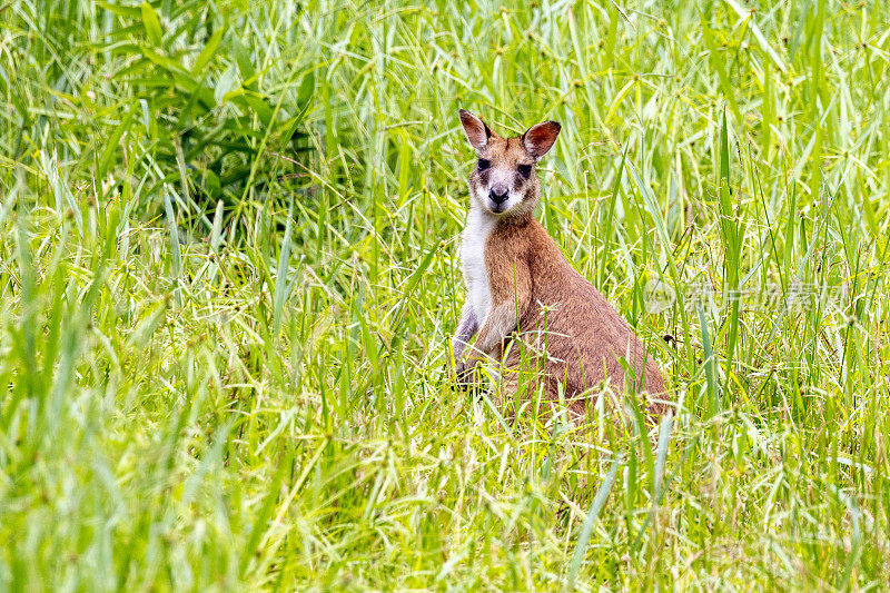 澳大利亚的沼泽小袋鼠