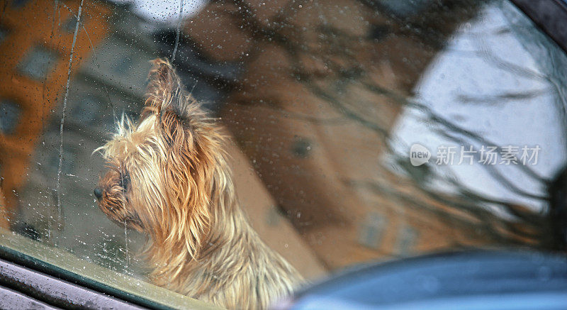 可爱的约克郡犬从车窗里往外看