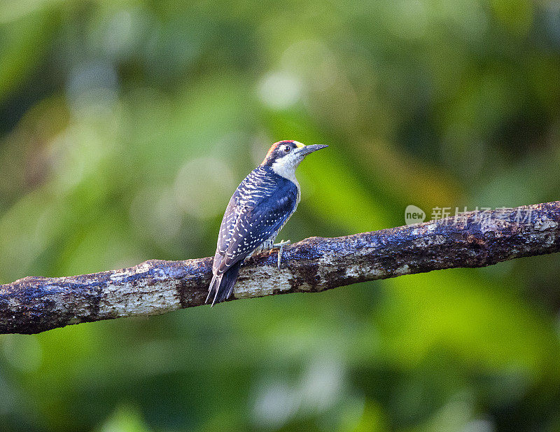 哥斯达黎加，拉塞尔瓦，黑颊啄木鸟栖息在光秃秃的树枝上