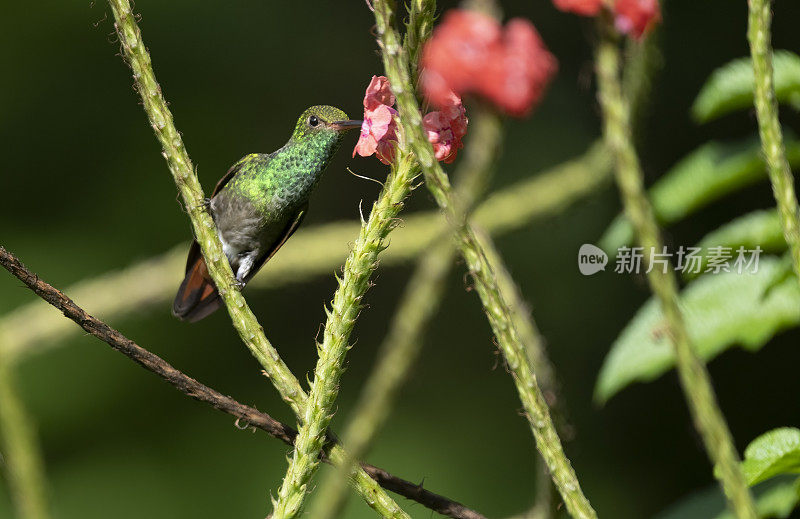 哥斯达黎加，一只红尾蜂鸟停在树枝上