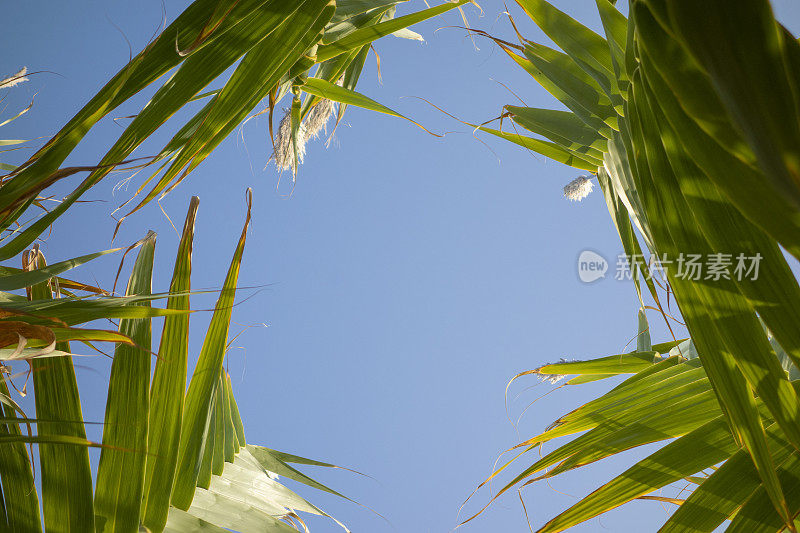 芦苇与天空