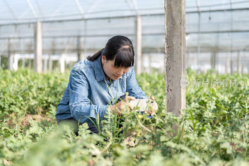 一位女农民在西瓜种植温室里用手机工作