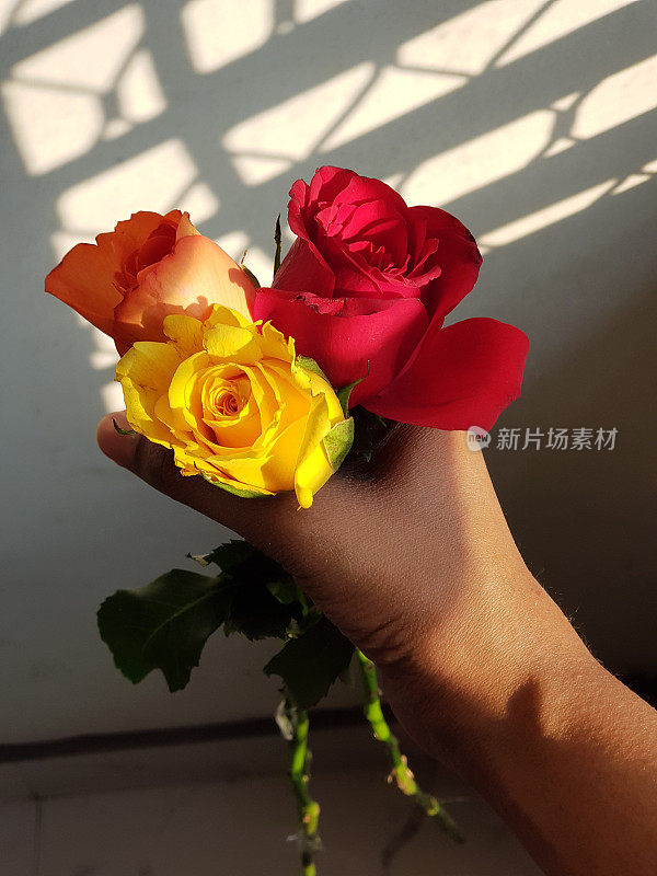 美丽的照片，一只手拿着三种不同颜色的玫瑰