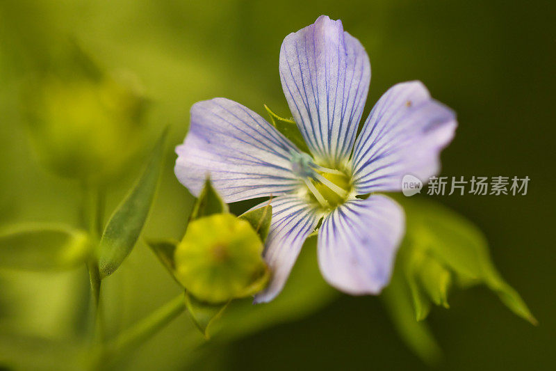 创意花卉摄影