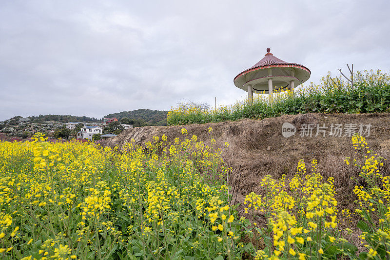 油菜花田边的亭子