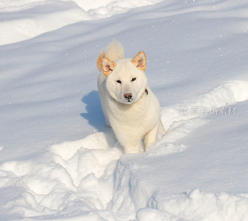 雪中的柴犬