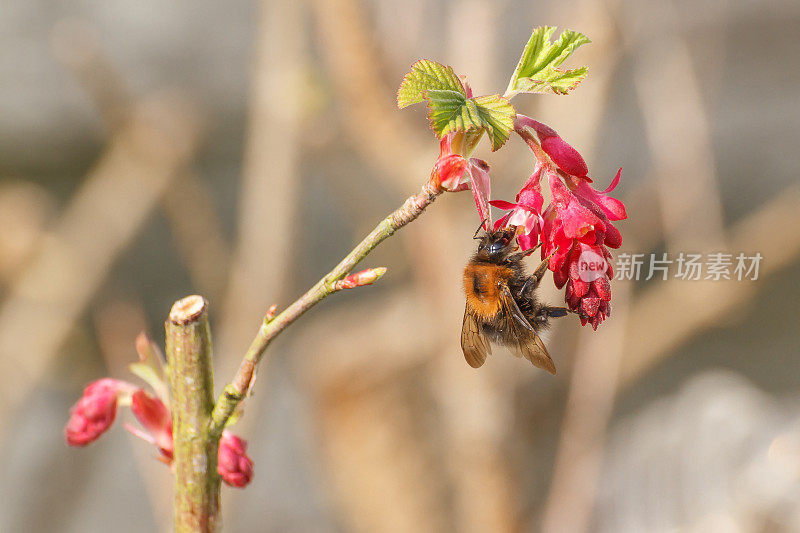 蜜蜂落在一朵红花上