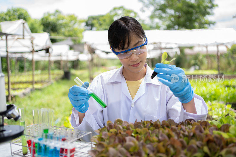 亚洲科学家在有机蔬菜农场做分析员。