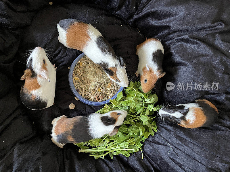 一群母猪的特写图片，美国三色豚鼠幼崽，年轻，黑色，姜黄色和白色的洞穴坐在黑色毯子上吃干食物，一堆香菜，宠物食品碗，抬高视野
