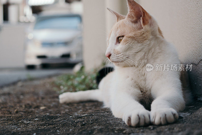 停车场里一只猫的形象